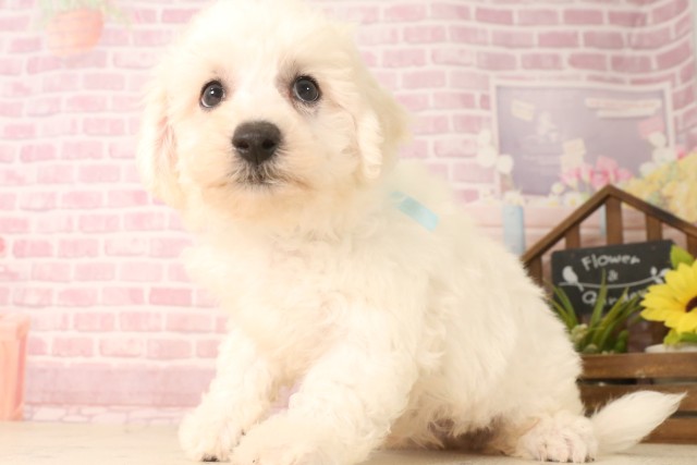 鹿児島県のビションフリーゼ (Coo&RIKU鹿屋店/2025年6月16日生まれ/男の子/ホワイト)の子犬の3枚目の画像