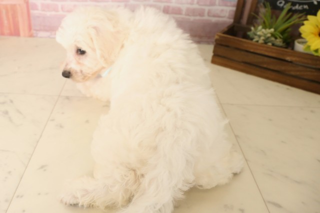 鹿児島県のビションフリーゼ (Coo&RIKU鹿屋店/2025年6月16日生まれ/男の子/ホワイト)の子犬の4枚目の画像