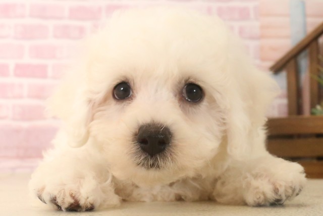 熊本県のビションフリーゼ (Coo&RIKUカリーノ菊陽店/2025年6月16日生まれ/男の子/ホワイト)の子犬の1枚目の画像