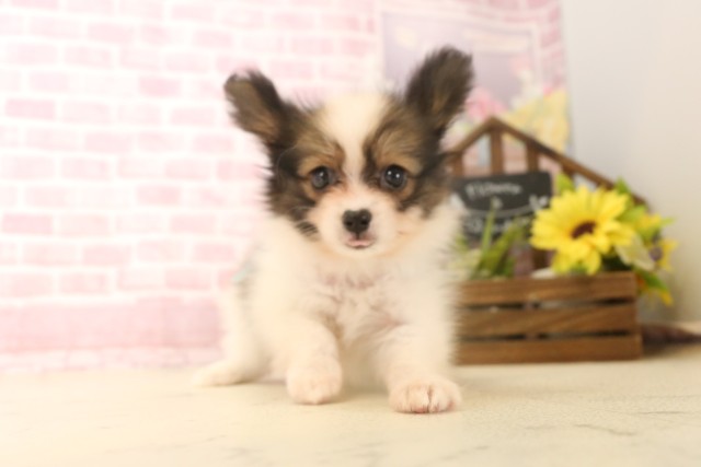 大分県のパピヨン (Coo&RIKU大分店/2025年6月17日生まれ/男の子/ホワイトブラウン)の子犬