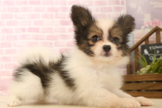 大分県のパピヨン (Coo&RIKU大分店/2025年6月17日生まれ/男の子/ホワイトブラウン)の子犬の2枚目の画像
