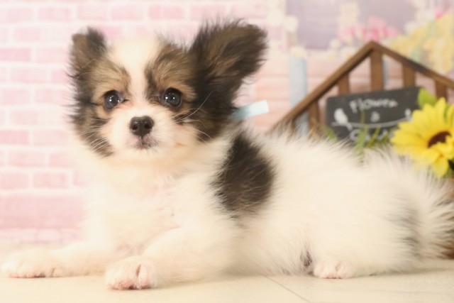 大分県のパピヨン (Coo&RIKU大分店/2025年6月17日生まれ/男の子/ホワイトブラウン)の子犬の3枚目の画像