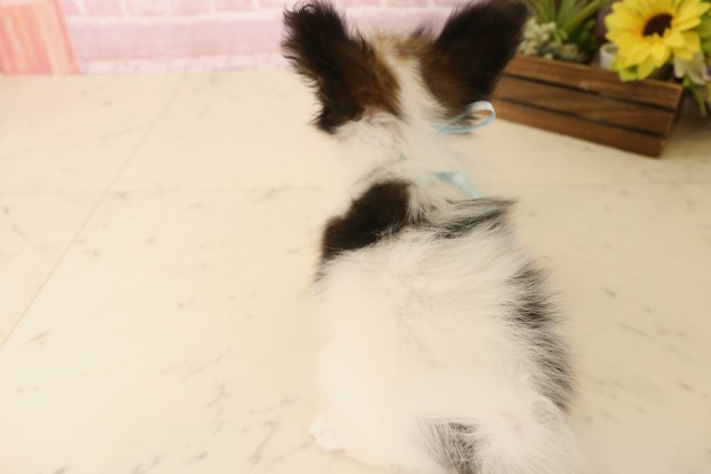 大分県のパピヨン (Coo&RIKU大分店/2025年6月17日生まれ/男の子/ホワイトブラウン)の子犬の4枚目の画像