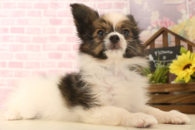 鹿児島県のパピヨン (Coo&RIKU霧島店/2025年6月17日生まれ/男の子/ホワイトブラウン)の子犬の2枚目の画像