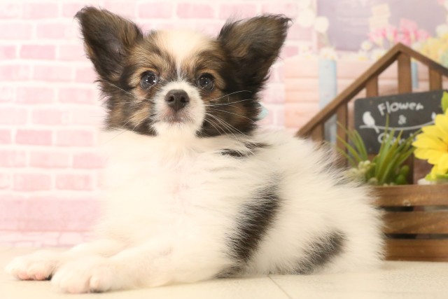 鹿児島県のパピヨン (Coo&RIKU霧島店/2025年6月17日生まれ/男の子/ホワイトブラウン)の子犬の3枚目の画像