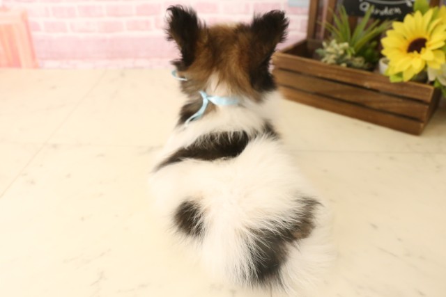 鹿児島県のパピヨン (Coo&RIKU霧島店/2025年6月17日生まれ/男の子/ホワイトブラウン)の子犬の4枚目の画像