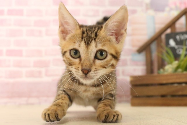 熊本県のトイガー (Coo&RIKUカリーノ玉名店/2025年6月7日生まれ/女の子/ブラウンスポットタビー)の子猫の1枚目の画像