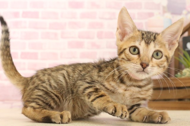 熊本県のトイガー (Coo&RIKUカリーノ玉名店/2025年6月7日生まれ/女の子/ブラウンスポットタビー)の子猫の2枚目の画像