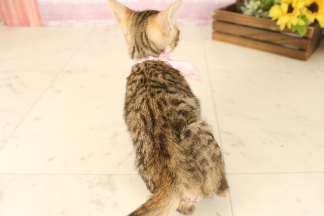 熊本県のトイガー (Coo&RIKUカリーノ玉名店/2025年6月7日生まれ/女の子/ブラウンスポットタビー)の子猫の4枚目の画像