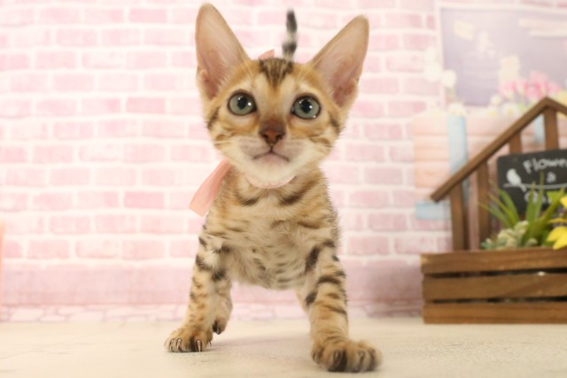 鹿児島県のトイガー (Coo&RIKU鹿屋店/2025年6月7日生まれ/女の子/ブラウンスポットタビー)の子猫の1枚目の画像