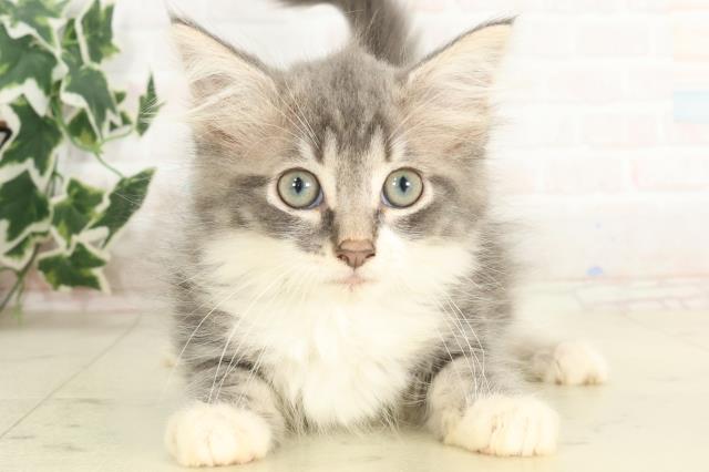 長崎県のノルウェージャンフォレストキャット (Coo&RIKU長崎浜町店/2025年6月2日生まれ/男の子/ブルータビーホワイト)の子猫の1枚目の画像