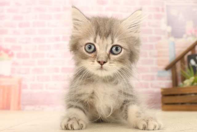 福岡県のペルシャ (Coo&RIKU黒崎店/2025年6月7日生まれ/男の子/チンチラゴールデン)の子猫の1枚目の画像