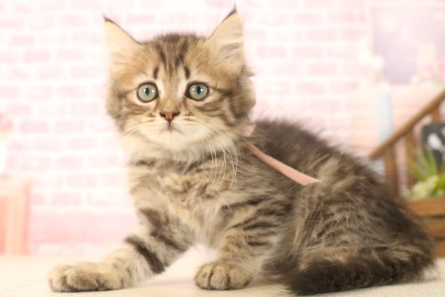 熊本県のミヌエット (Coo&RIKUカリーノ菊陽店/2025年6月6日生まれ/女の子/ブラウンタビー)の子猫の3枚目の画像