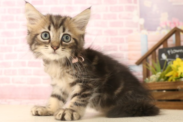 鹿児島県のミヌエット (Coo&RIKU霧島店/2025年6月6日生まれ/女の子/ブラウンタビー)の子猫の3枚目の画像