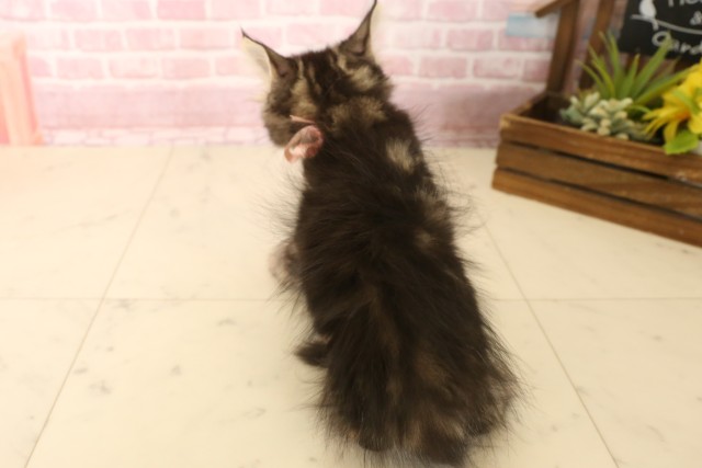 鹿児島県のミヌエット (Coo&RIKU霧島店/2025年6月6日生まれ/女の子/ブラウンタビー)の子猫の4枚目の画像