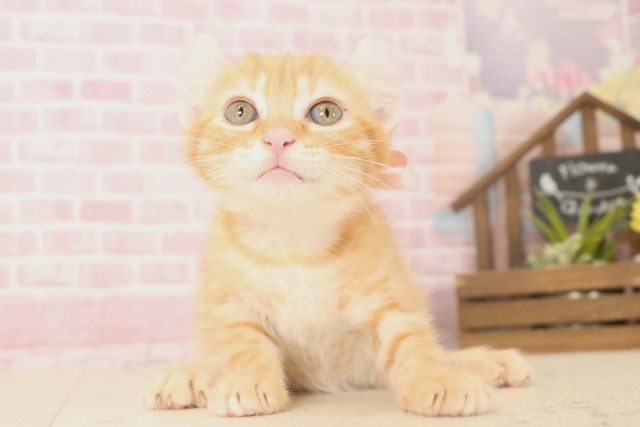 大分県のアメリカンカール (Coo&RIKU大分店/2025年6月12日生まれ/女の子/レッドタビー)の子猫