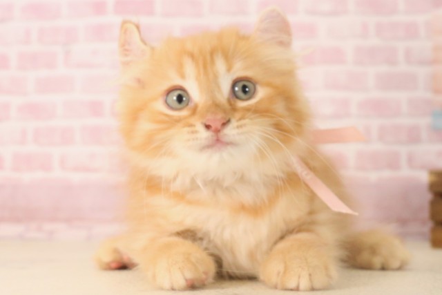 佐賀県のアメリカンカール (Coo&RIKU佐賀神埼店/2025年6月13日生まれ/女の子/レッドタビー)の子猫の1枚目の画像