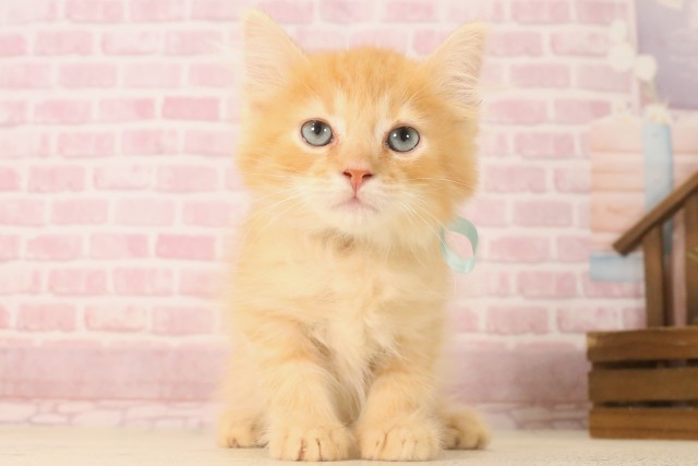 熊本県のサイベリアン (Coo&RIKUカリーノ菊陽店/2025年6月2日生まれ/男の子/レッドタビー)の子猫の1枚目の画像