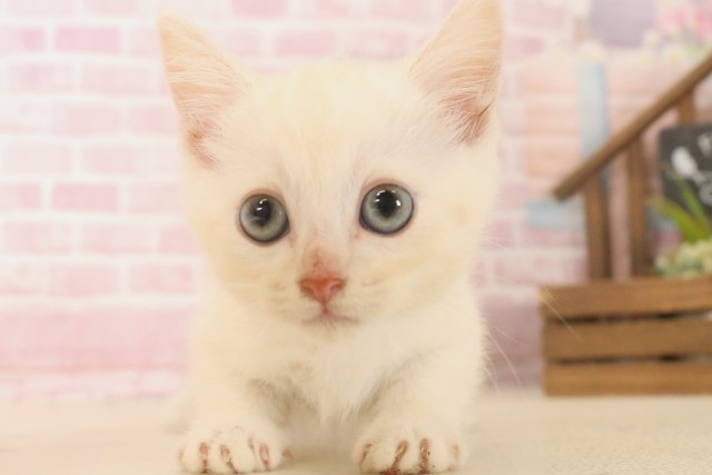 福岡県のマンチカン (Coo&RIKU小倉店/2025年6月13日生まれ/男の子/クリームタビーホワイト)の子猫の1枚目の画像
