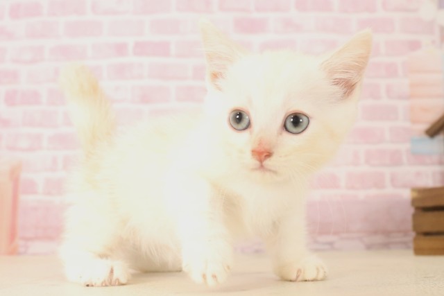福岡県のマンチカン (Coo&RIKU小倉店/2025年6月13日生まれ/男の子/クリームタビーホワイト)の子猫の2枚目の画像