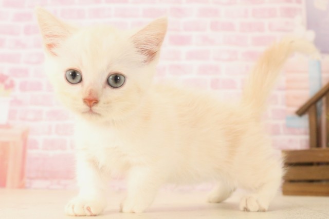 福岡県のマンチカン (Coo&RIKU小倉店/2025年6月13日生まれ/男の子/クリームタビーホワイト)の子猫の3枚目の画像