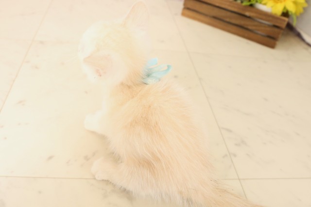 福岡県のマンチカン (Coo&RIKU小倉店/2025年6月13日生まれ/男の子/クリームタビーホワイト)の子猫の4枚目の画像