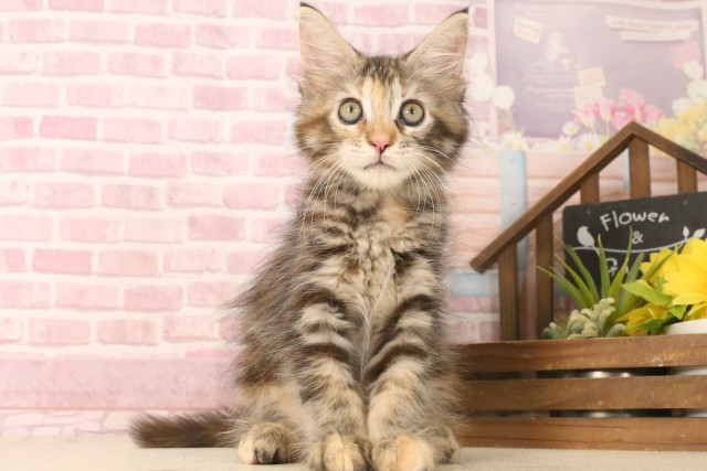長崎県のメインクーン (Coo&RIKU大村店/2025年6月9日生まれ/女の子/ブラウンパッチドタビー)の子猫の1枚目の画像