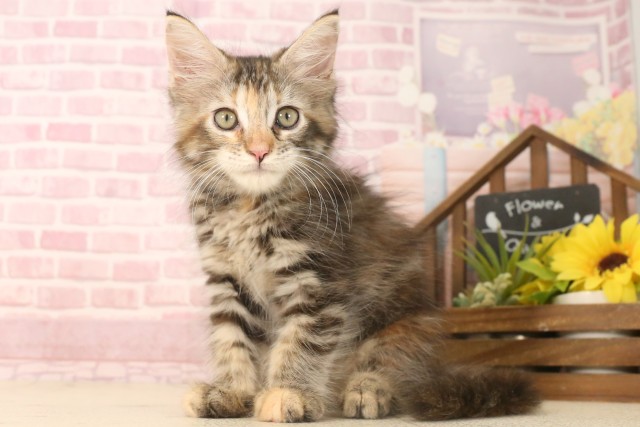 長崎県のメインクーン (Coo&RIKU大村店/2025年6月9日生まれ/女の子/ブラウンパッチドタビー)の子猫の3枚目の画像
