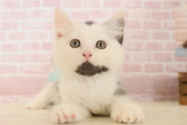 佐賀県のラガマフィン (Coo&RIKU佐賀神埼店/2025年6月5日生まれ/男の子/ブラックホワイト)の子猫の1枚目の画像