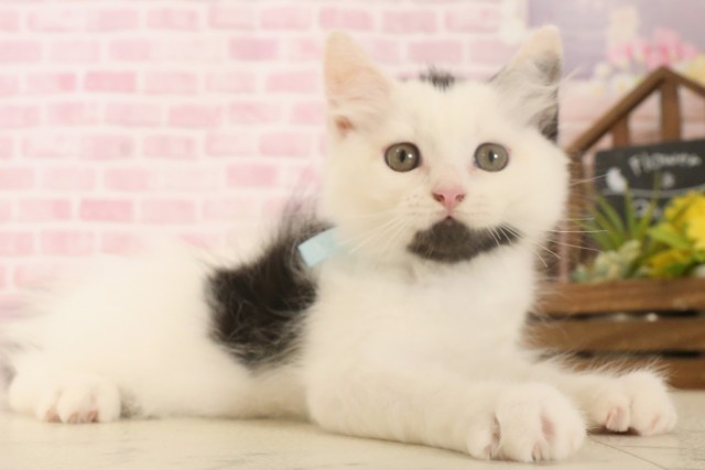 佐賀県のラガマフィン (Coo&RIKU佐賀神埼店/2025年6月5日生まれ/男の子/ブラックホワイト)の子猫の2枚目の画像