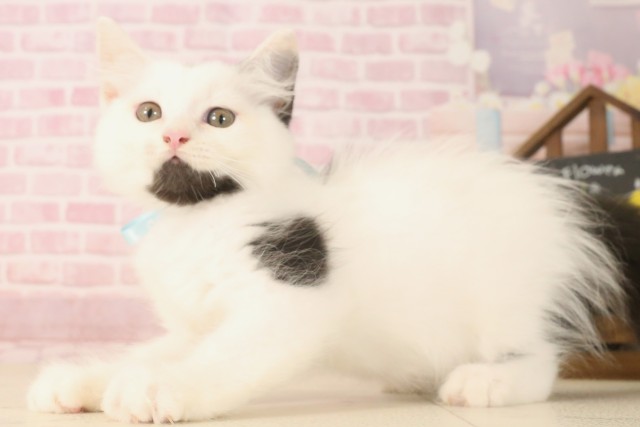 佐賀県のラガマフィン (Coo&RIKU佐賀神埼店/2025年6月5日生まれ/男の子/ブラックホワイト)の子猫の3枚目の画像