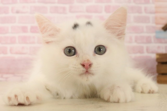 福岡県のラガマフィン (Coo&RIKU行橋店/2025年6月5日生まれ/男の子/ブラックホワイトバン)の子猫の1枚目の画像