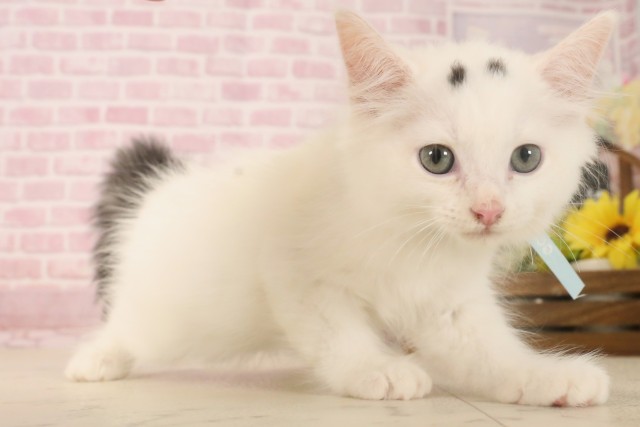 福岡県のラガマフィン (Coo&RIKU行橋店/2025年6月5日生まれ/男の子/ブラックホワイトバン)の子猫の2枚目の画像