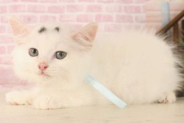 福岡県のラガマフィン (Coo&RIKU行橋店/2025年6月5日生まれ/男の子/ブラックホワイトバン)の子猫の3枚目の画像