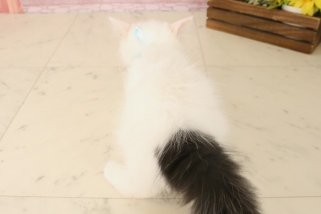 福岡県のラガマフィン (Coo&RIKU行橋店/2025年6月5日生まれ/男の子/ブラックホワイトバン)の子猫の4枚目の画像