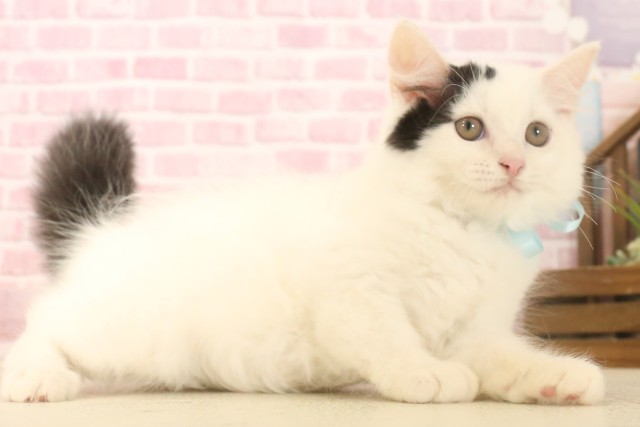 熊本県のラガマフィン (Coo&RIKUカリーノ玉名店/2025年6月5日生まれ/男の子/ブラックホワイトバン)の子猫の2枚目の画像