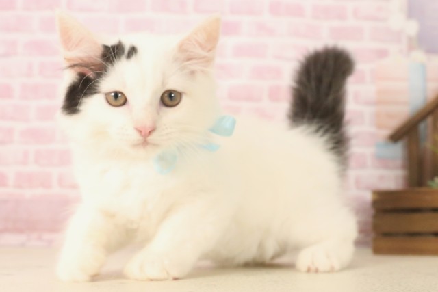 熊本県のラガマフィン (Coo&RIKUカリーノ玉名店/2025年6月5日生まれ/男の子/ブラックホワイトバン)の子猫の3枚目の画像