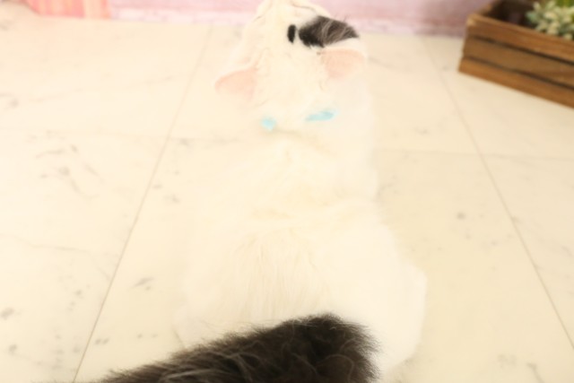 熊本県のラガマフィン (Coo&RIKUカリーノ玉名店/2025年6月5日生まれ/男の子/ブラックホワイトバン)の子猫の4枚目の画像
