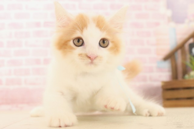 熊本県のラガマフィン (Coo&RIKU熊本店/2025年6月5日生まれ/男の子/レッドタビーホワイト)の子猫の1枚目の画像