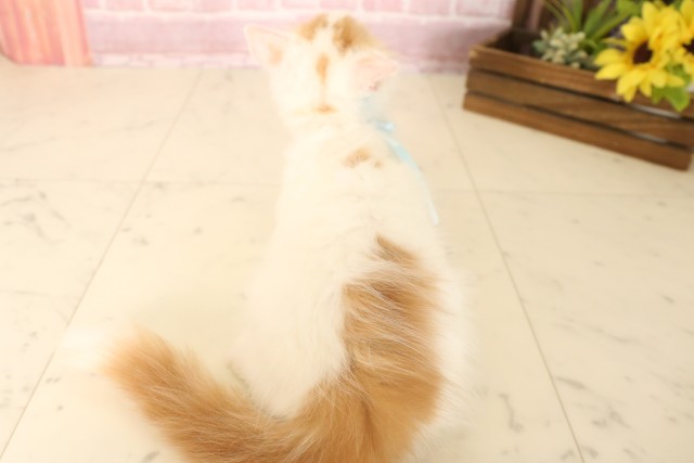 熊本県のラガマフィン (Coo&RIKU熊本店/2025年6月5日生まれ/男の子/レッドタビーホワイト)の子猫の4枚目の画像