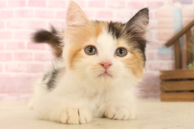 福岡県のラガマフィン (Coo&RIKU小倉店/2025年6月5日生まれ/女の子/キャリコ)の子猫の1枚目の画像
