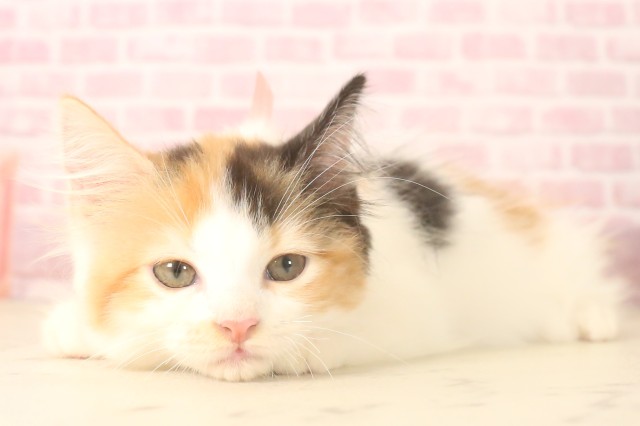 福岡県のラガマフィン (Coo&RIKU小倉店/2025年6月5日生まれ/女の子/キャリコ)の子猫の3枚目の画像
