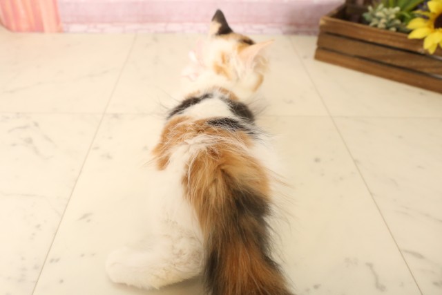 福岡県のラガマフィン (Coo&RIKU小倉店/2025年6月5日生まれ/女の子/キャリコ)の子猫の4枚目の画像