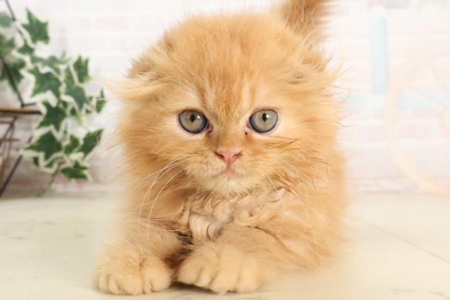 熊本県のフォールデックス (Coo&RIKUイオンモール宇城店/2025年6月9日生まれ/男の子/レッドタビー)の子猫の1枚目の画像