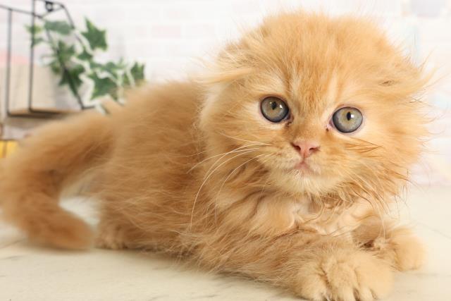 熊本県のフォールデックス (Coo&RIKUイオンモール宇城店/2025年6月9日生まれ/男の子/レッドタビー)の子猫の2枚目の画像
