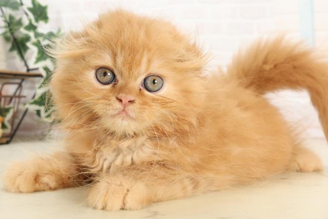 熊本県のフォールデックス (Coo&RIKUイオンモール宇城店/2025年6月9日生まれ/男の子/レッドタビー)の子猫の3枚目の画像