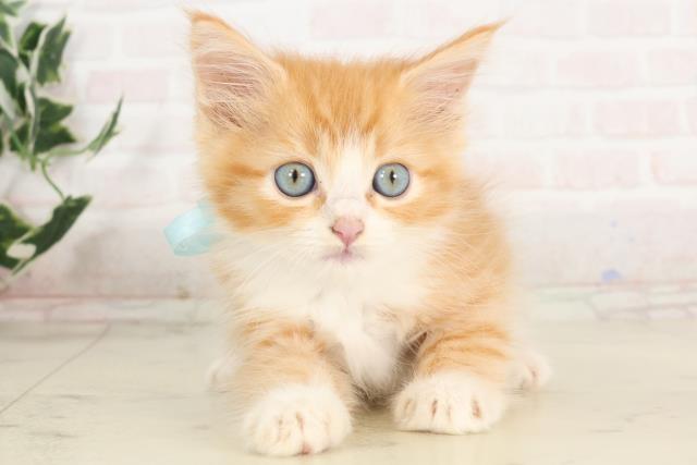 佐賀県のマンチカン (Coo&RIKU佐賀神埼店/2025年6月15日生まれ/男の子/レッドタビー)の子猫の1枚目の画像
