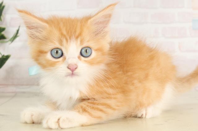 佐賀県のマンチカン (Coo&RIKU佐賀神埼店/2025年6月15日生まれ/男の子/レッドタビー)の子猫の3枚目の画像