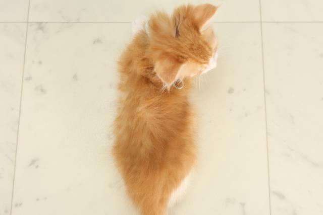佐賀県のマンチカン (Coo&RIKU佐賀神埼店/2025年6月15日生まれ/男の子/レッドタビー)の子猫の4枚目の画像