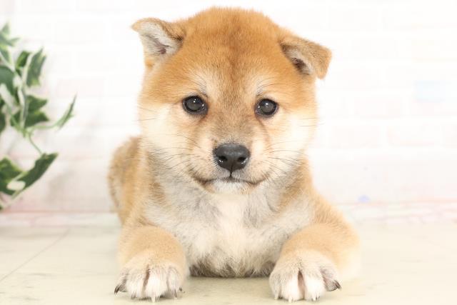 鹿児島県の柴犬(標準サイズ) (Coo&RIKU鹿児島店/2025年6月16日生まれ/男の子/赤)の子犬の1枚目の画像